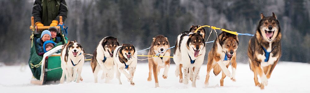 John Beargrease Dog Sled Race - Grand Marais Local Guide